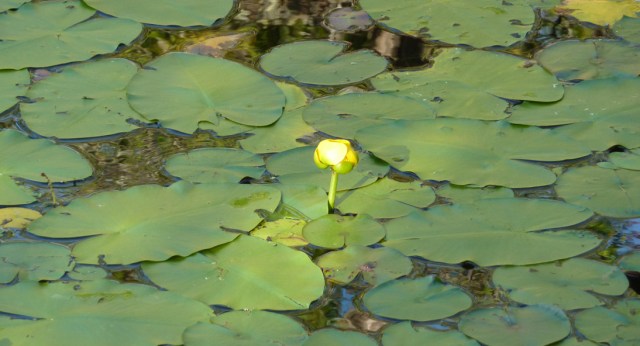 Lily Pads
