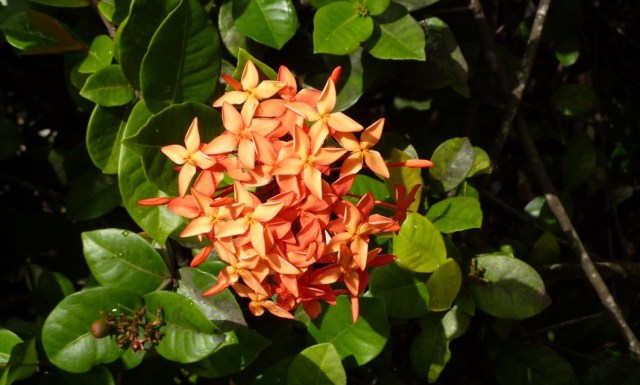 Orange Flower