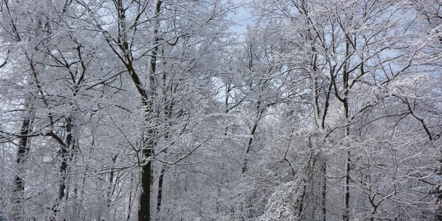 Snow Trees 2