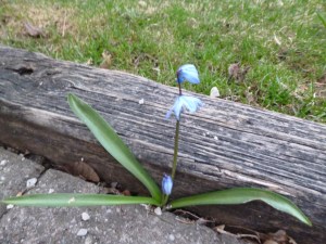 Decorative picture of a small flower