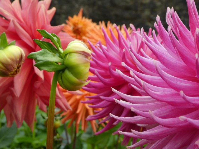 Photograph of flowers by Lisa Ivaldi